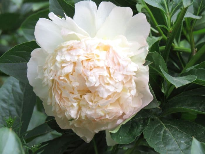 peony 'Raspberry Sundae'