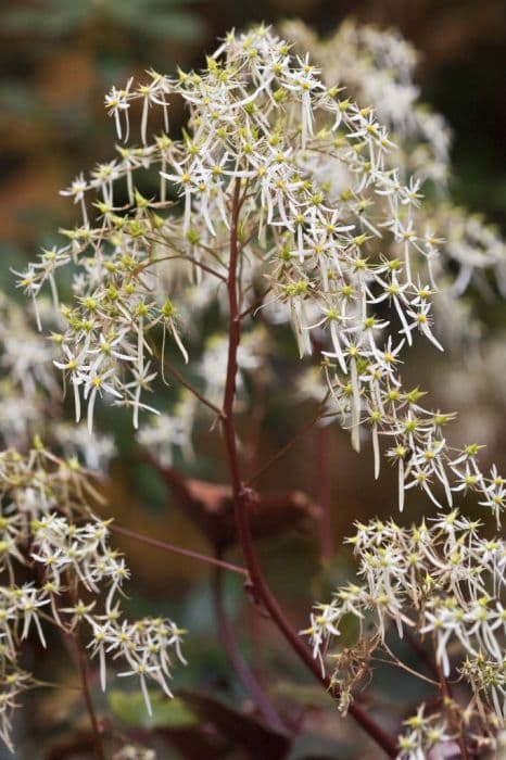 saxifrage 'Rubrifolia'