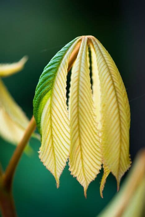 horse chestnut 'Wisselink'