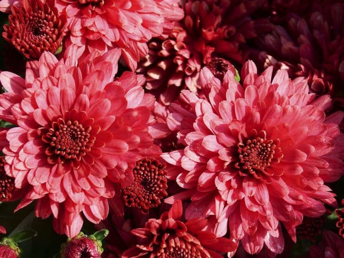 chrysanthemum 'Gala'