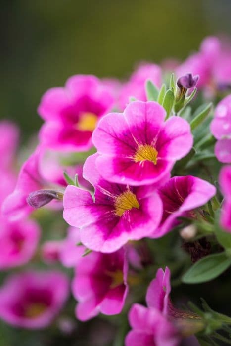 calibrachoa [Aloha Classic Tiki Hot Pink]