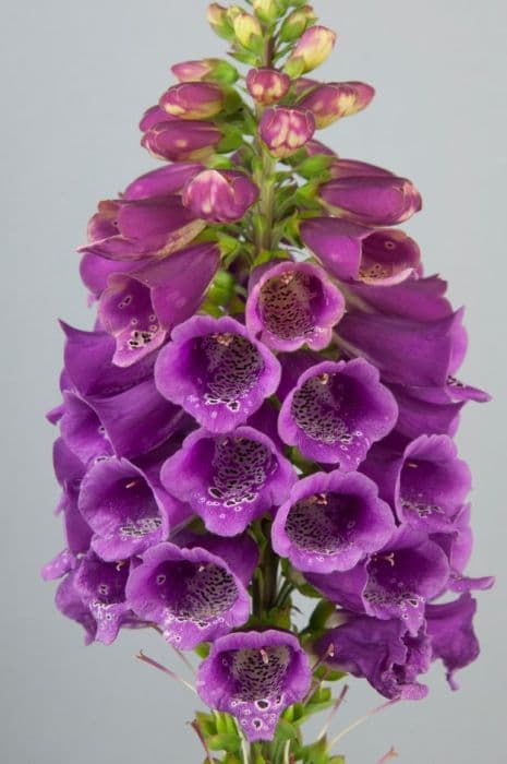 foxglove 'Candy Mountain Rose'