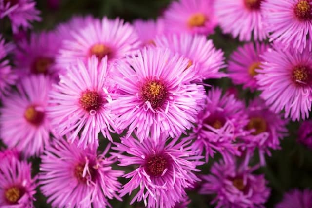 New England aster 'Brunswick'