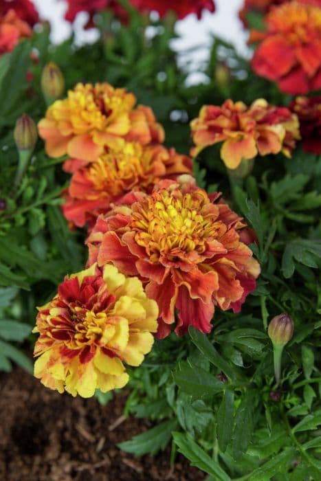 French marigold 'Strawberry Blonde'