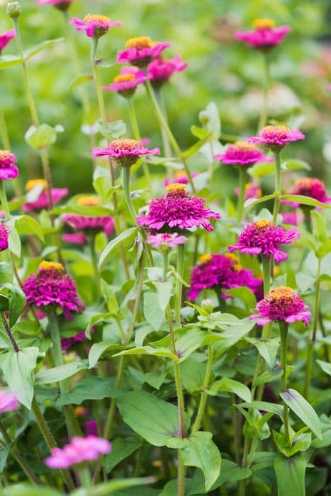 zinnia 'Zinderella Purple'