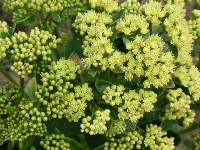 orpine 'Sunkissed'