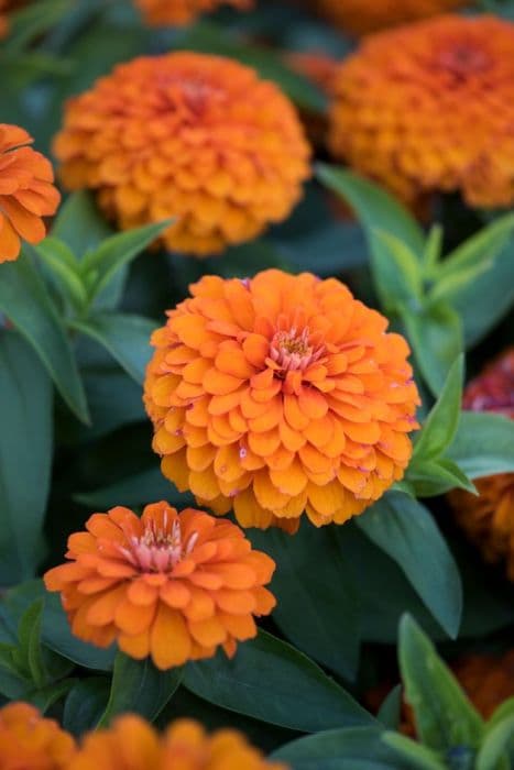 zinnia 'Magellan Orange'