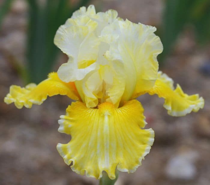 iris 'Comme un Oeuf'