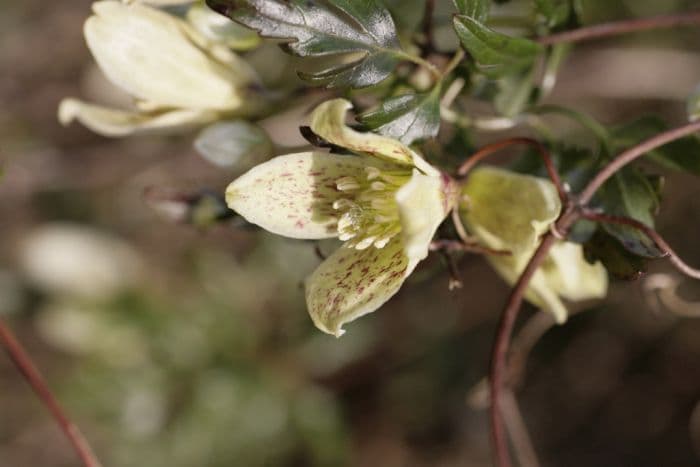 evergreen clematis