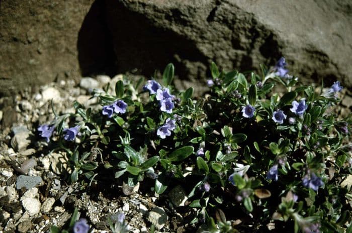 olive-leaved gromwell