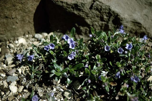 Olive-leaved gromwell