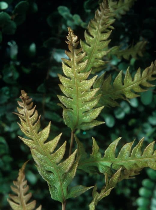 oriental chain fern