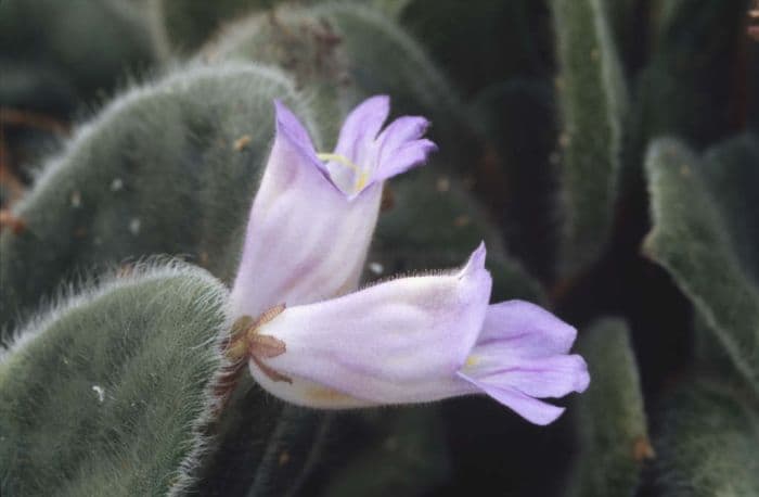 oak-nymph-leaved primulina