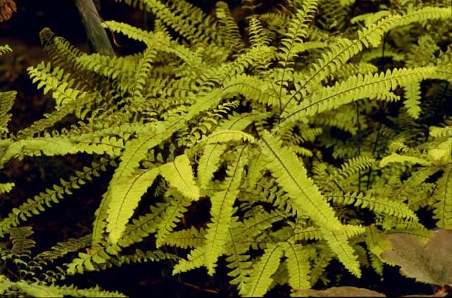 Five-fingered maidenhair fern