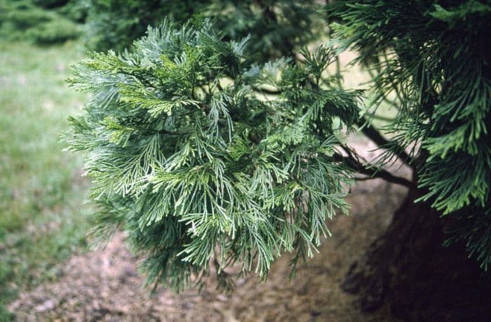 incense cedar