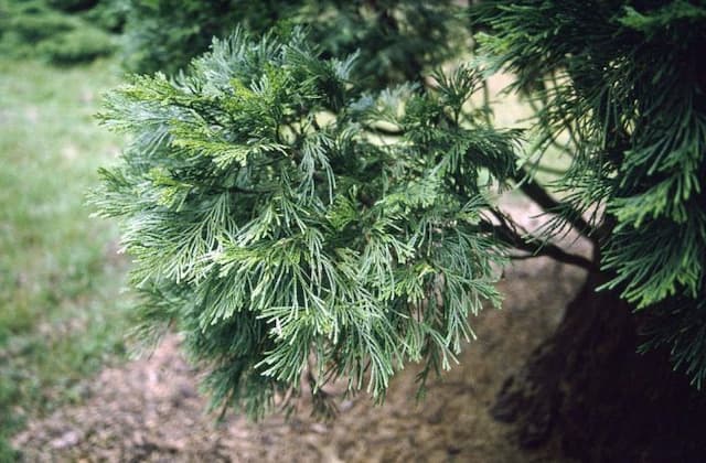 Incense cedar