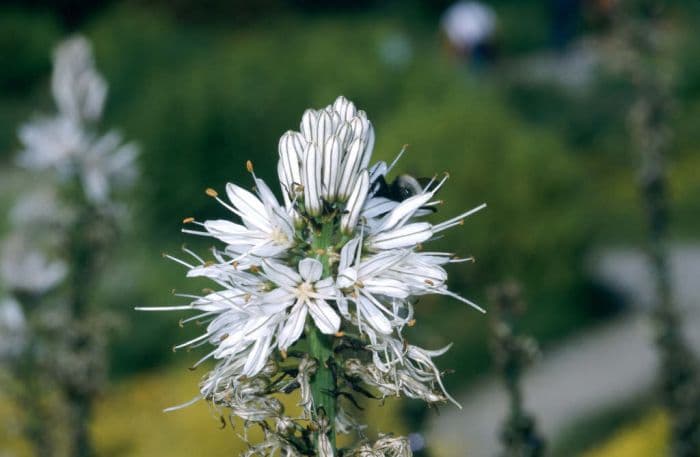 white asphodel