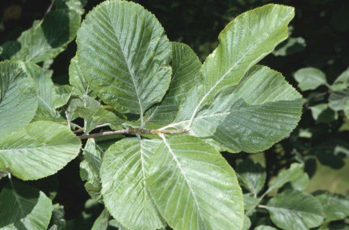 common whitebeam