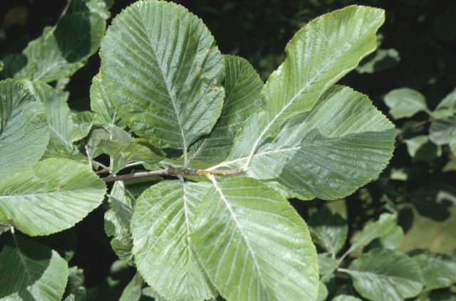 Common whitebeam