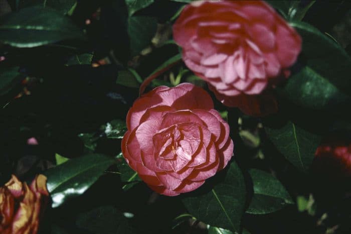 camellia 'Rubescens Major'