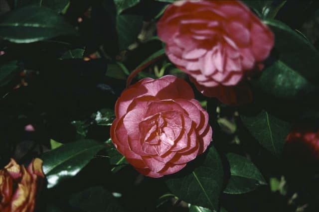 Camellia 'Rubescens Major'