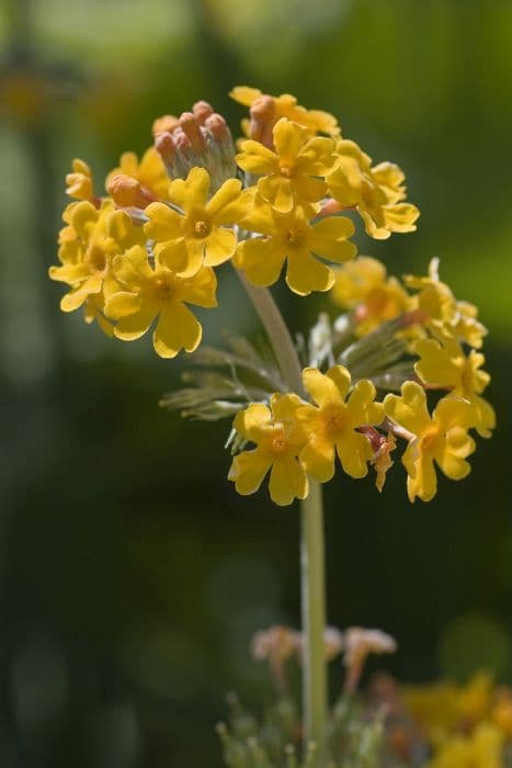 Bulley's primrose