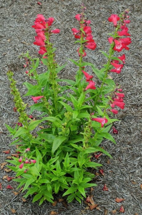 penstemon 'Bubblegum'