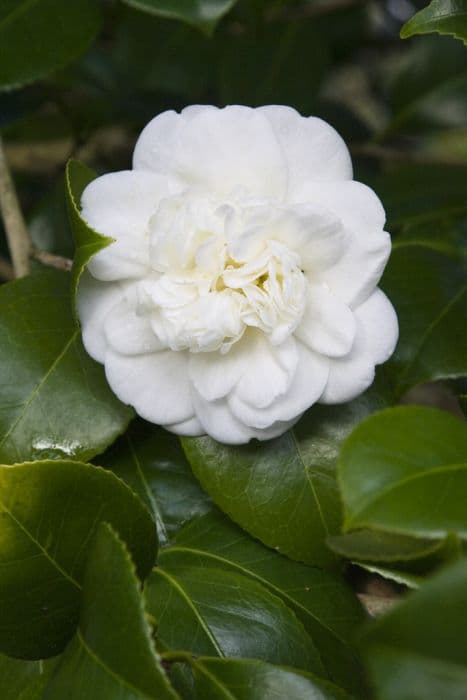 camellia 'Nobilissima'