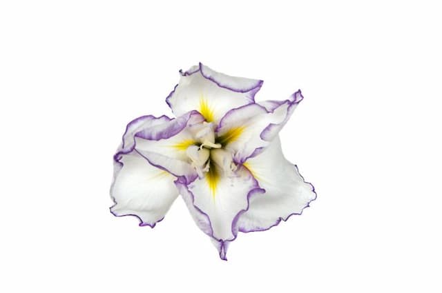 Japanese water iris 'Frilled Enchantment'