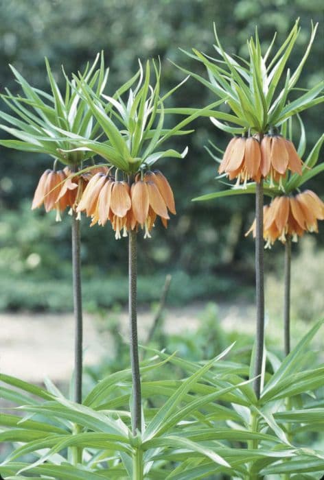 crown imperial