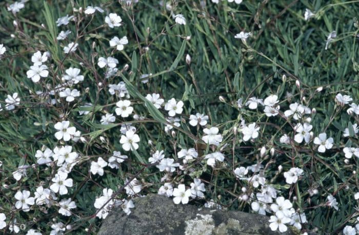 creeping gypsophila