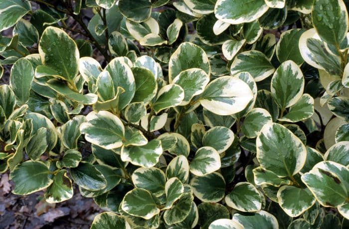 New Zealand broadleaf 'Variegata'