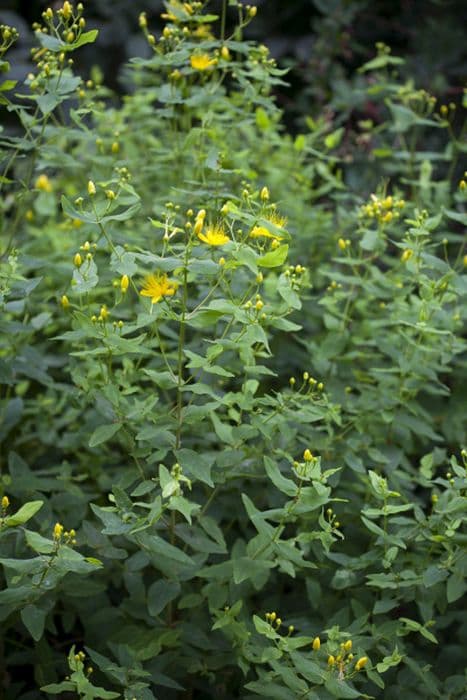 stinking St John's wort