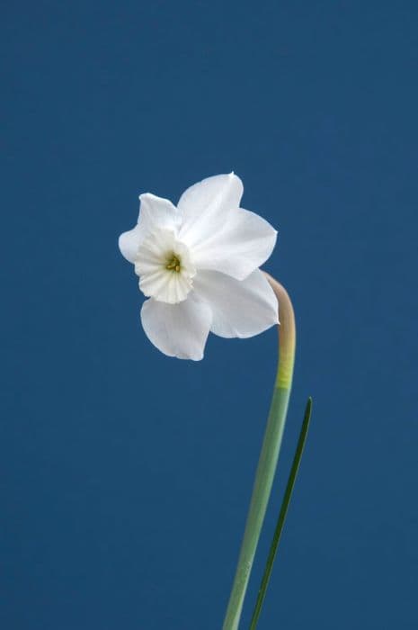 daffodil 'Xit'