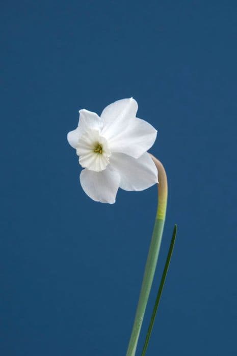 Daffodil 'Xit'
