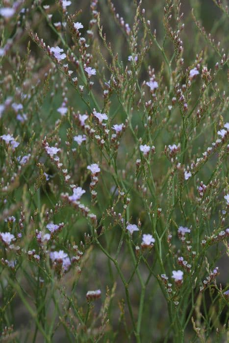 matted sea lavender