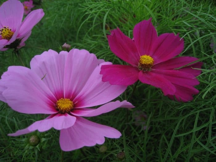 cosmea