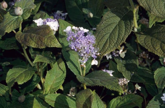 hydrangea 'Hortensis'