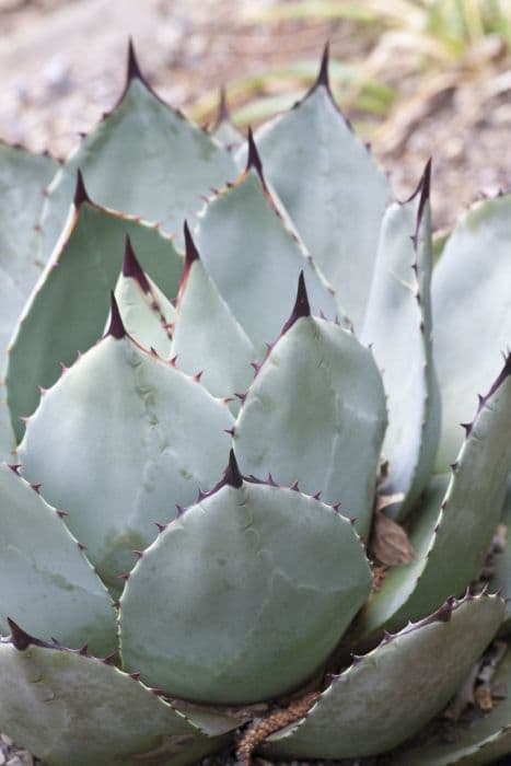 Parry's agave