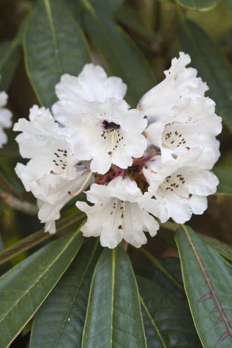 King rhododendron