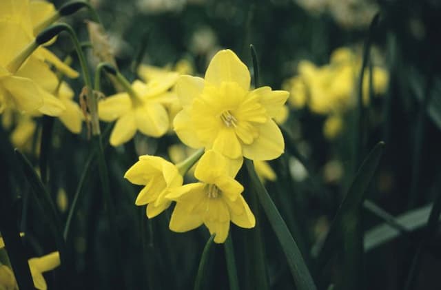 Daffodil 'Tripartite'