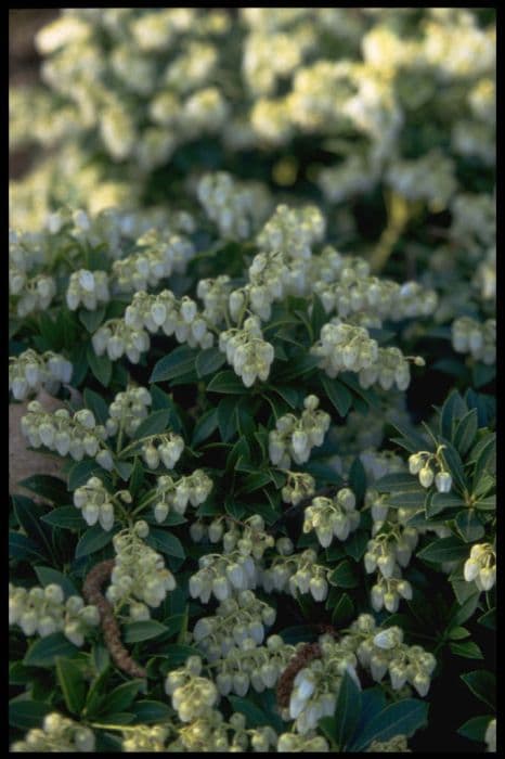 pieris 'Cavatine'