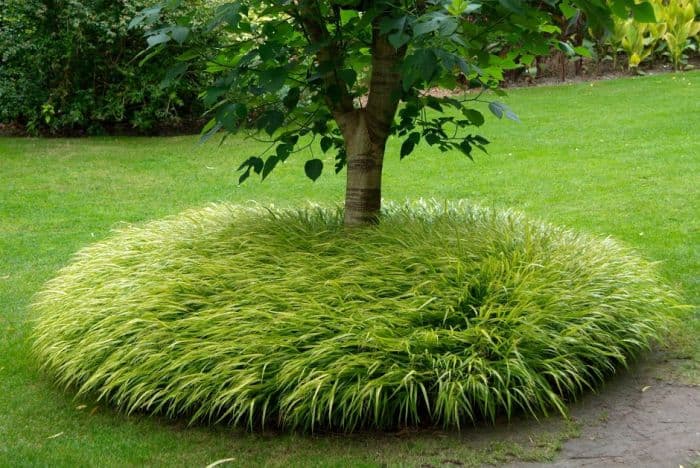 golden hakonechloa