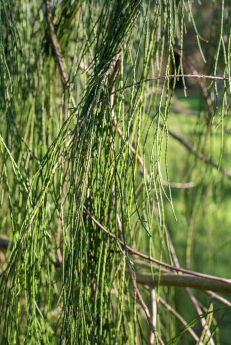 Lawson's cypress 'Imbricata Pendula'