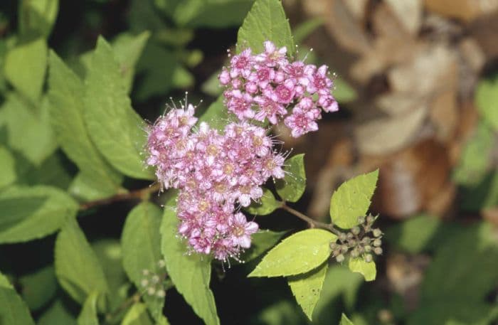 Japanese spirea 'Gold Mound'