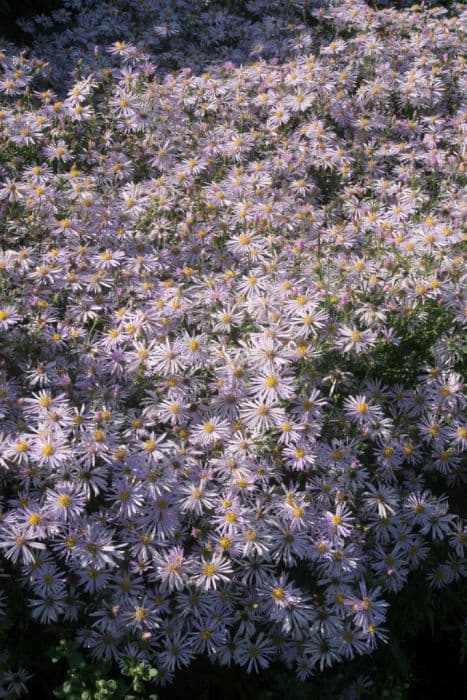Pyrenees aster 'Lutetia'