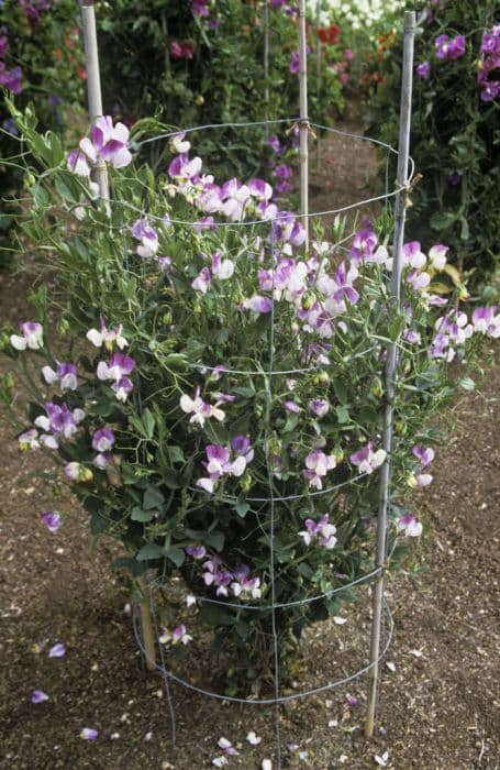 sweet pea 'Teresa Maureen'