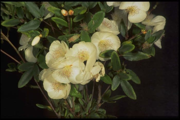 eucryphia 'Rostrevor'