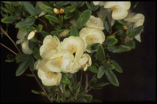 Eucryphia 'Rostrevor'