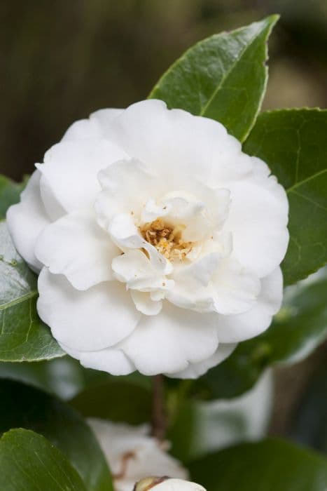 Camellia 'Moshe Dayan'
